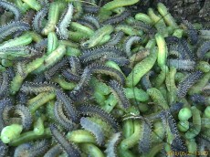 Eupareophora exarmata + Tomostethus nigritus